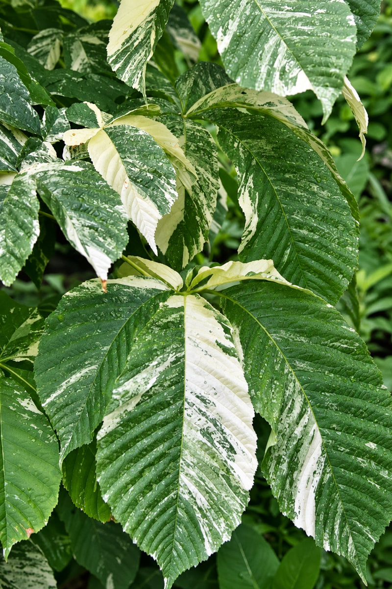 Aesculus, Turbinata Marble Chip