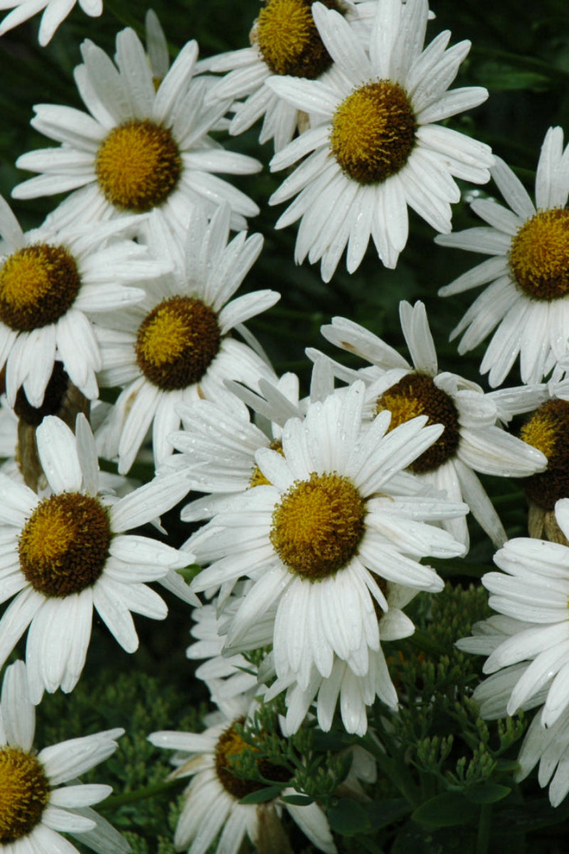 Shasta Daisy, Alaska