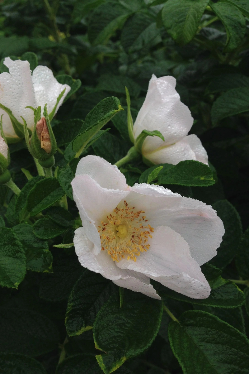Rosa Rugosa White