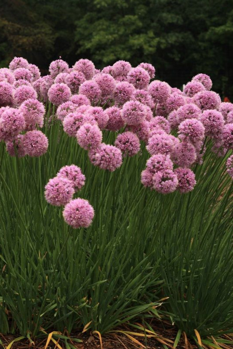 Allium, Glitterbug Pink Moon Rising
