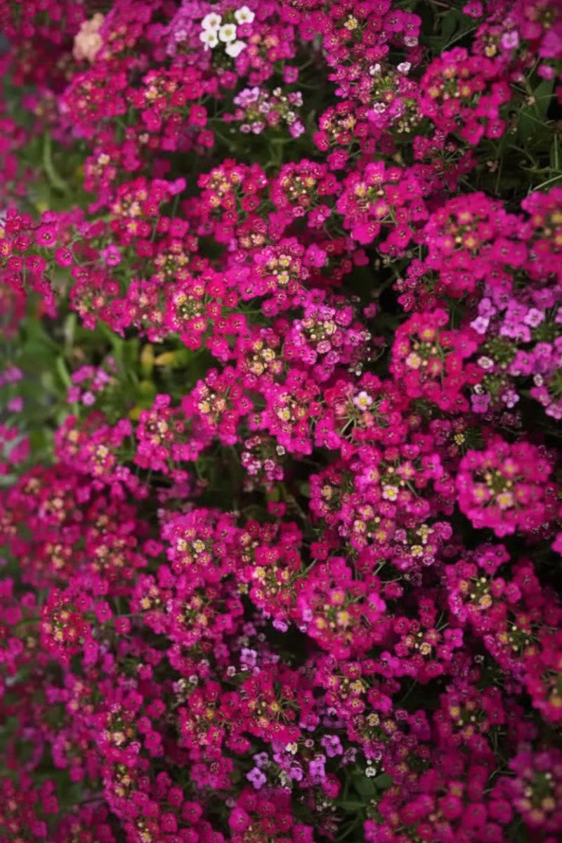 Alyssum, Easter Bonnet Deep Rose 4"