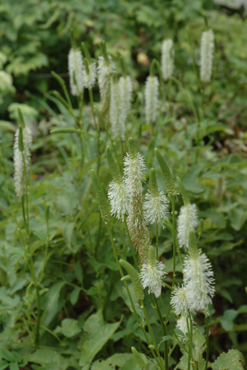 Burnet, American