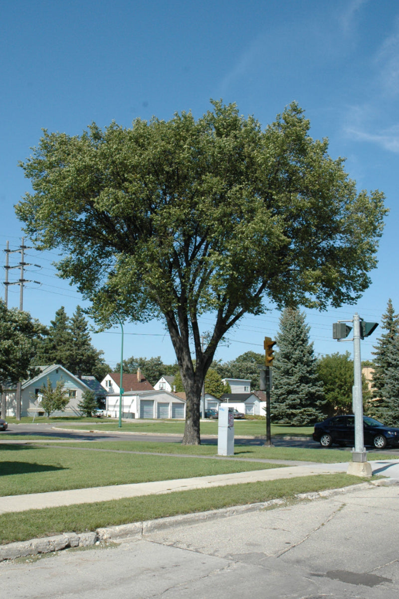 Elm, (native) American