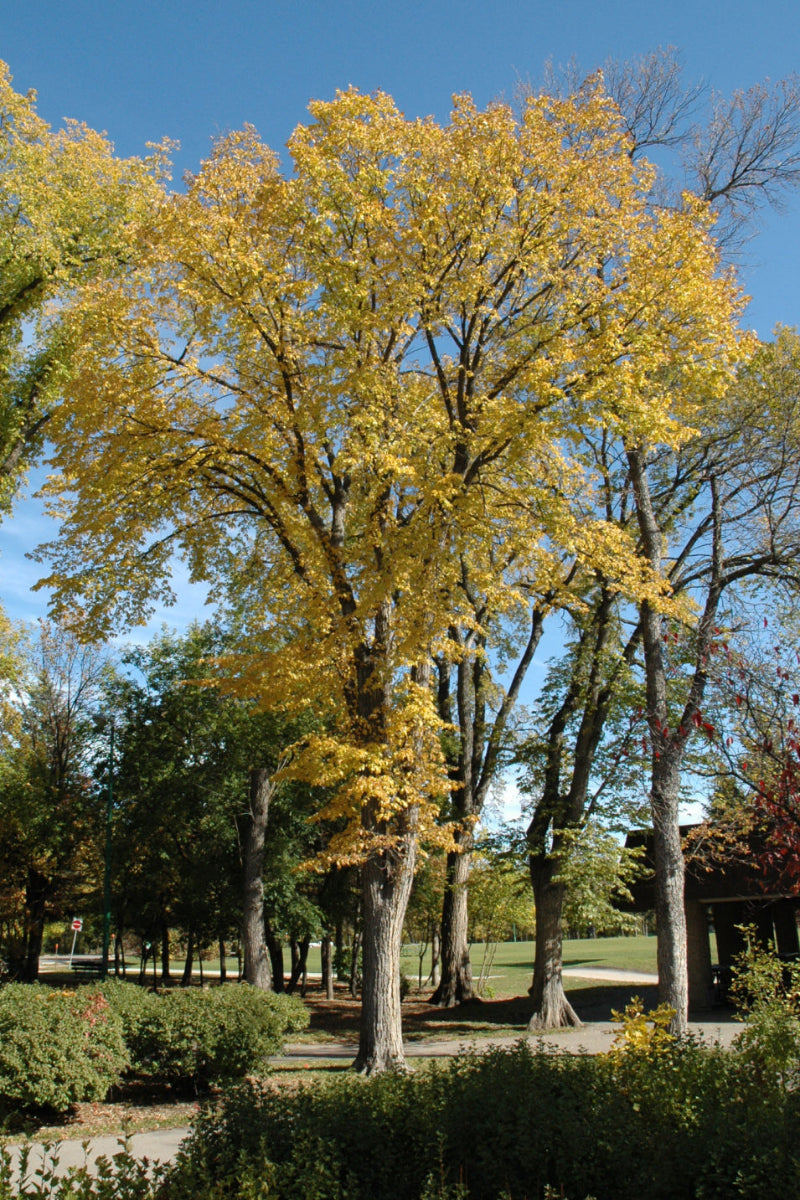 Elm, (native) American