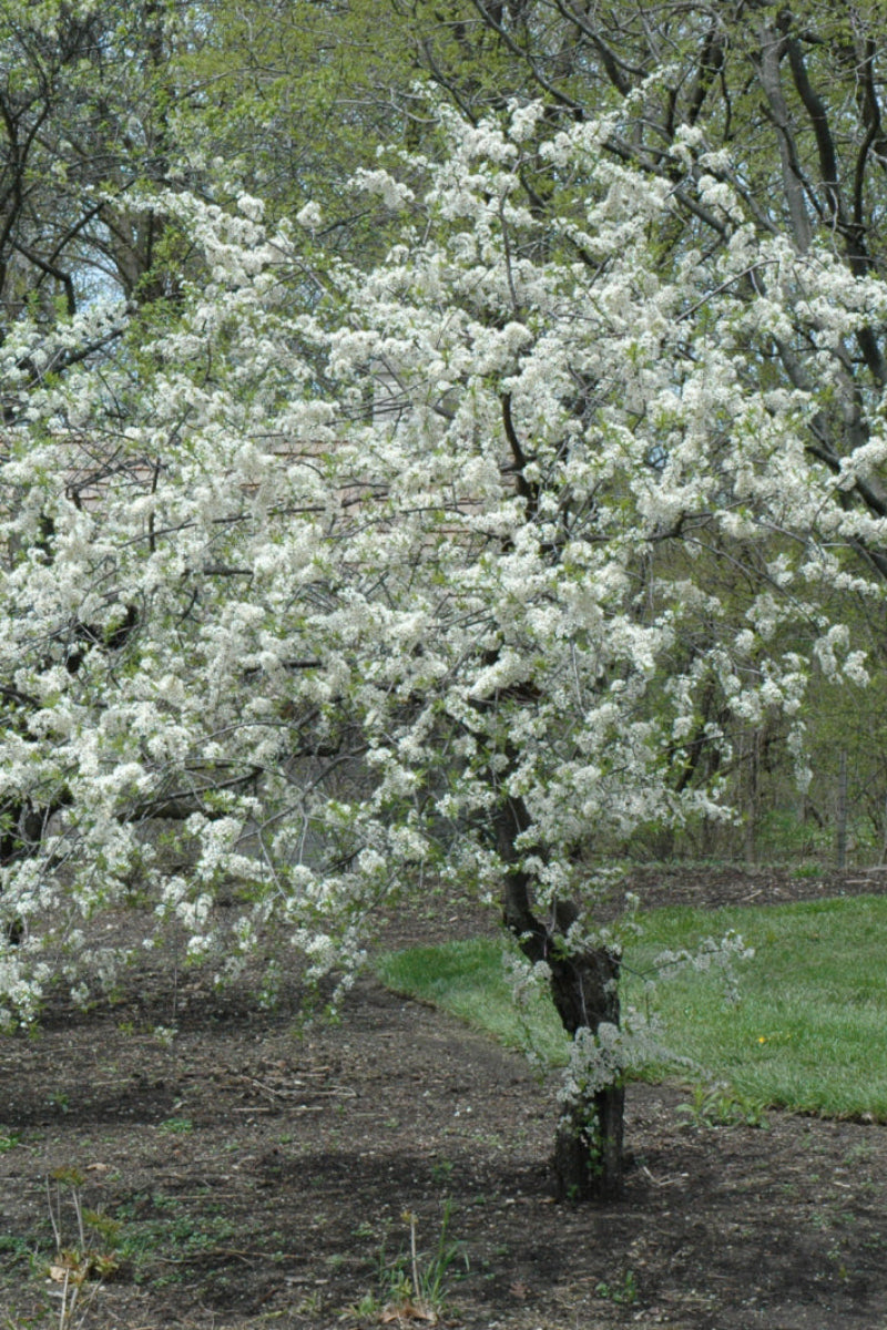 Fruit, Plum American