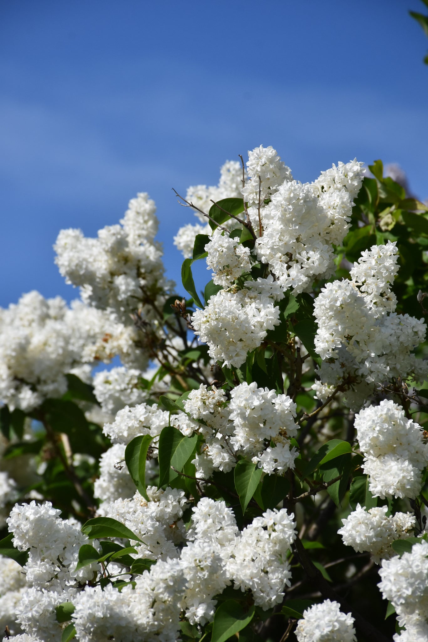 Lilac, Angel White