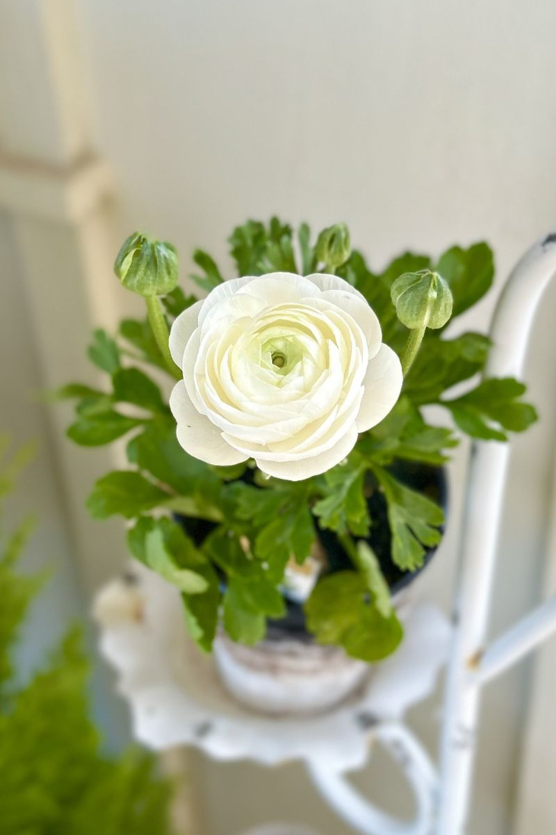 Ranunculus, Sprinkles White