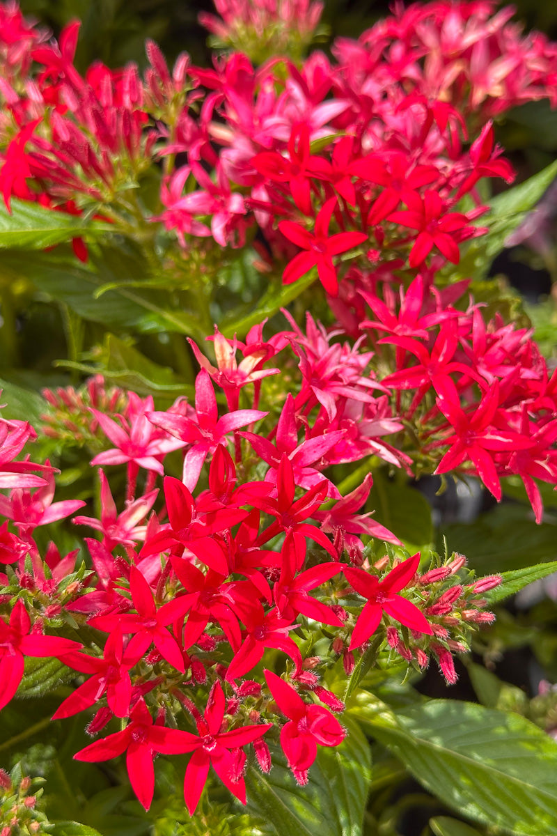 Pentas, Bee Bright Lip