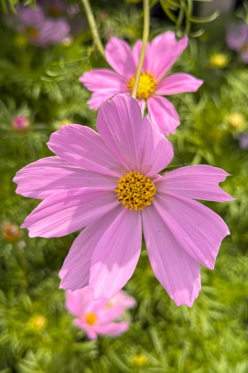 Cosmos, Sonata Pink