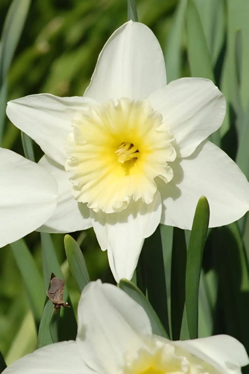 Daffodil, Potted White 6"