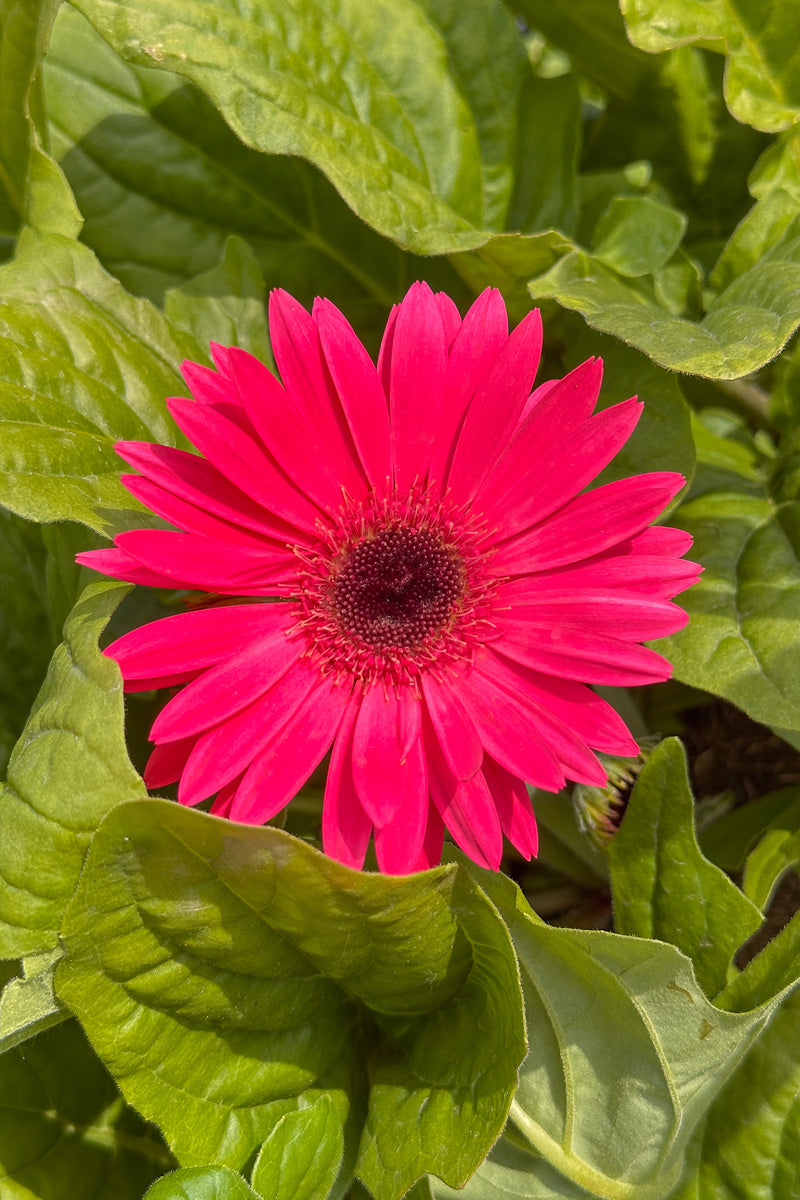 Gerbera Jaguar Dark Rose