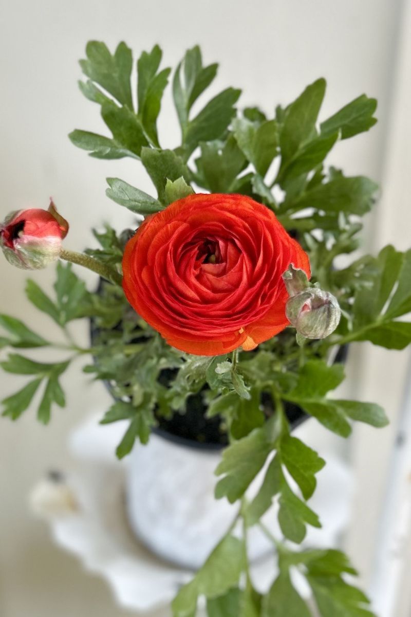 Ranunculus, Sprinkles Orange