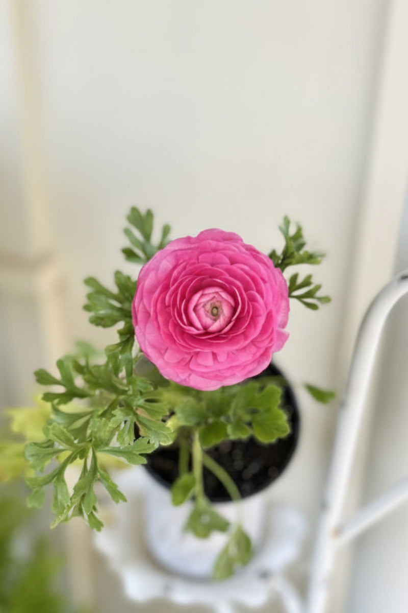 Ranunculus, Sprinkles Pink