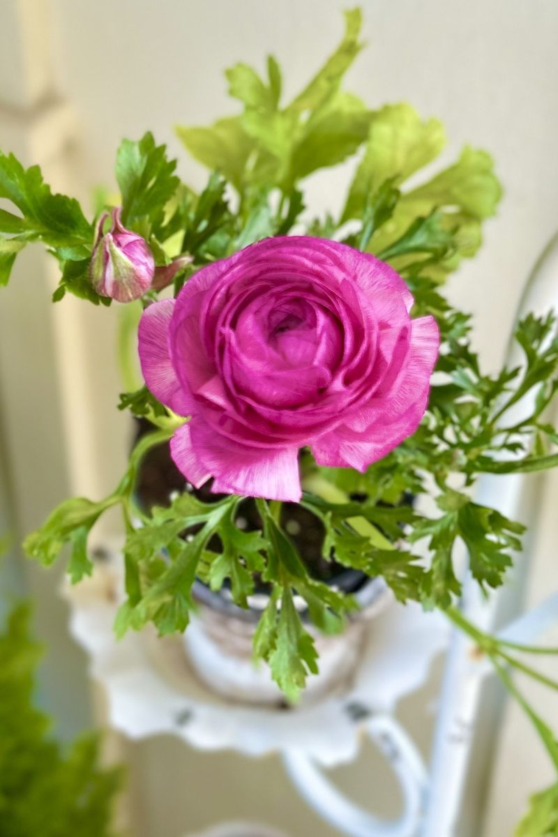 Ranunculus, Sprinkles Violet