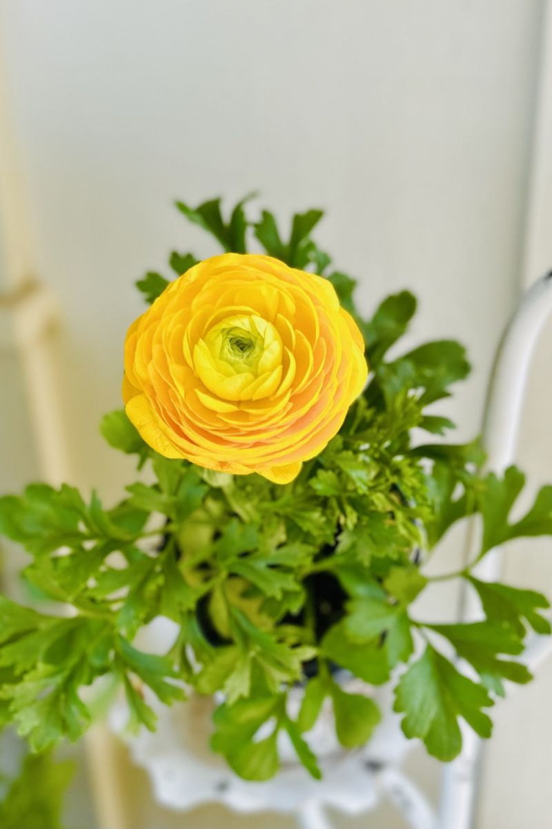 Ranunculus, Sprinkles Yellow