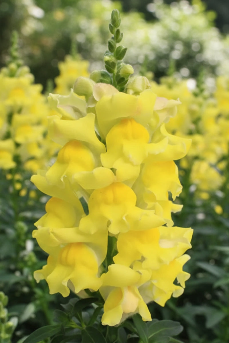 Snapdragon, Snaptastic Yellow 4"