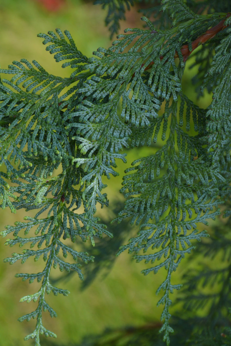 Arborvitae, Blue Korean