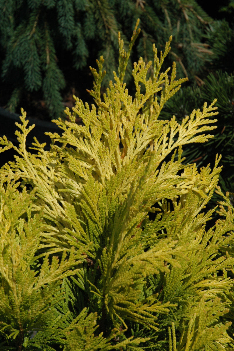 Western Arborvitae, Forever Goldy