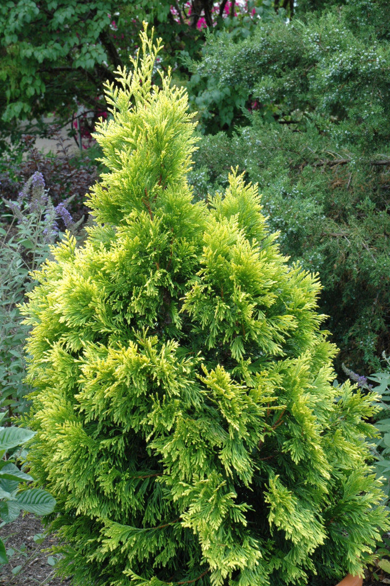 Western Arborvitae, Forever Goldy