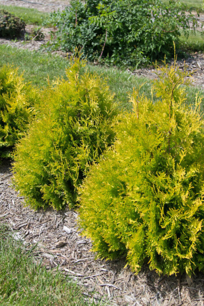 Thuja Occidentalis, Lemon Burst