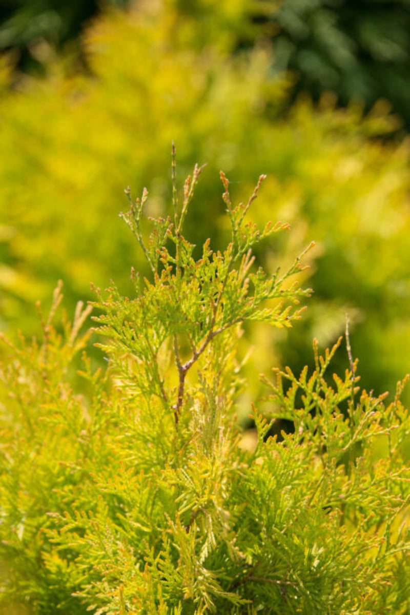 Thuja Occidentalis, Lemon Burst