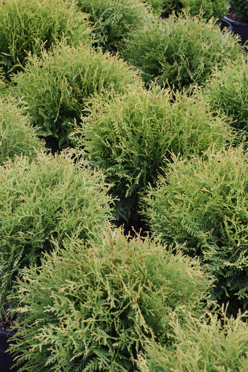 Thuja Occidentalis, Planet Earth