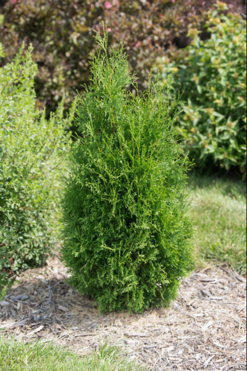 Thuja Occidentalis, Tall Guy