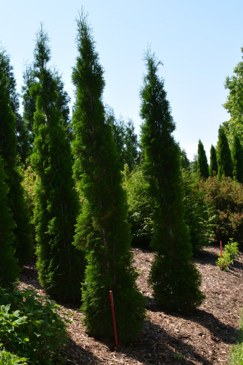 Arborvitae, Thin Man