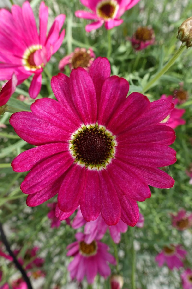 Argyranthemum, Grand Daisy Dp