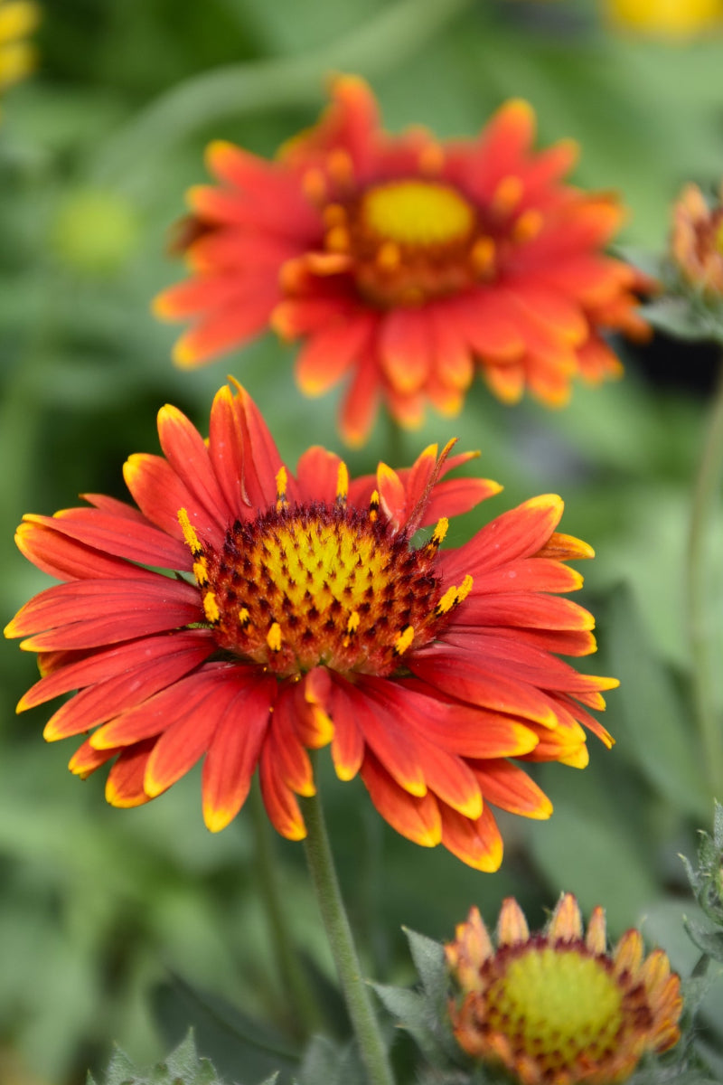 Blanket Flower, Arizona Red Shades