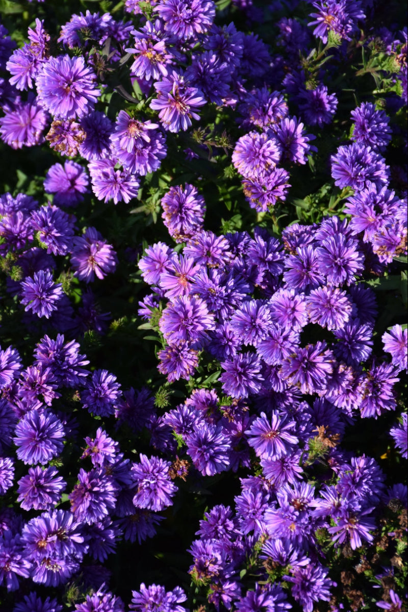 Aster, Henry Blue