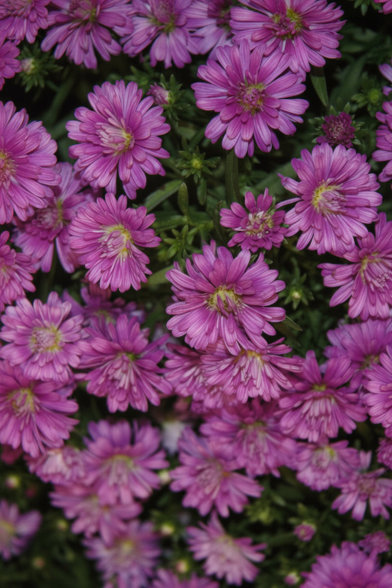 Aster, Henry Pink