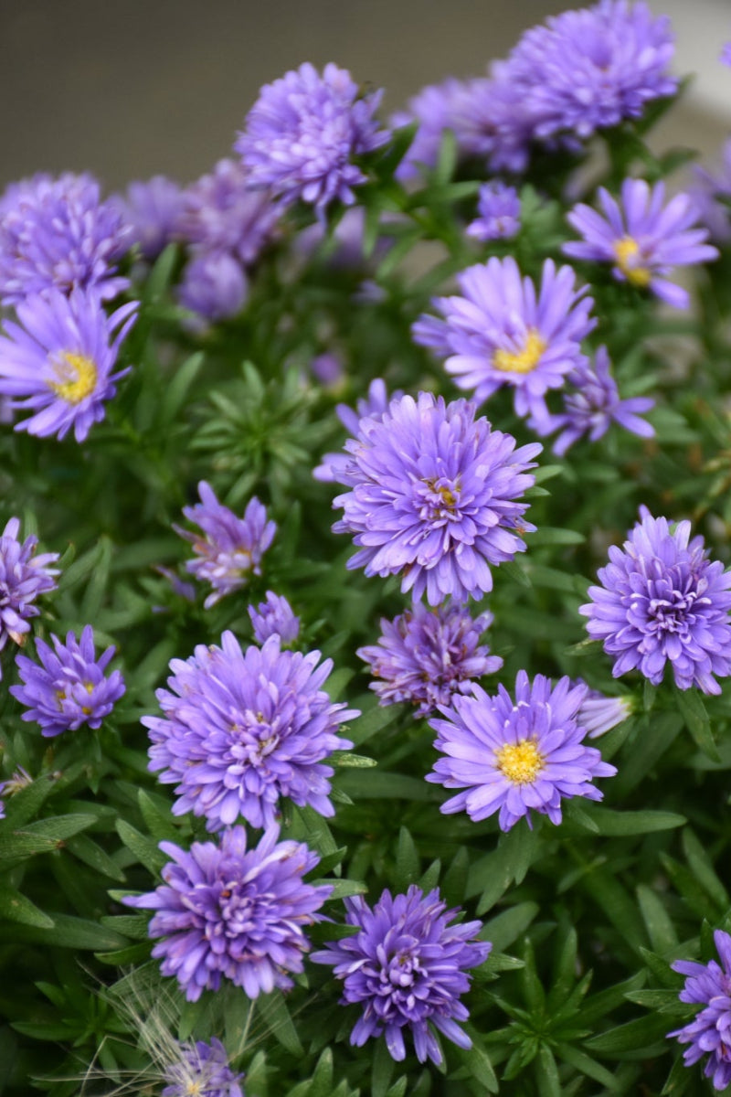 Aster, Henry Purple