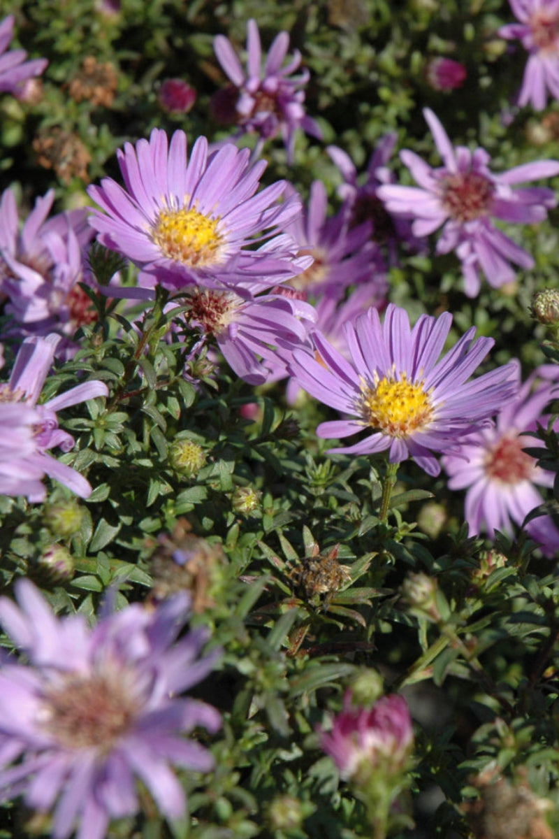 Aster, Wood's Light Blue