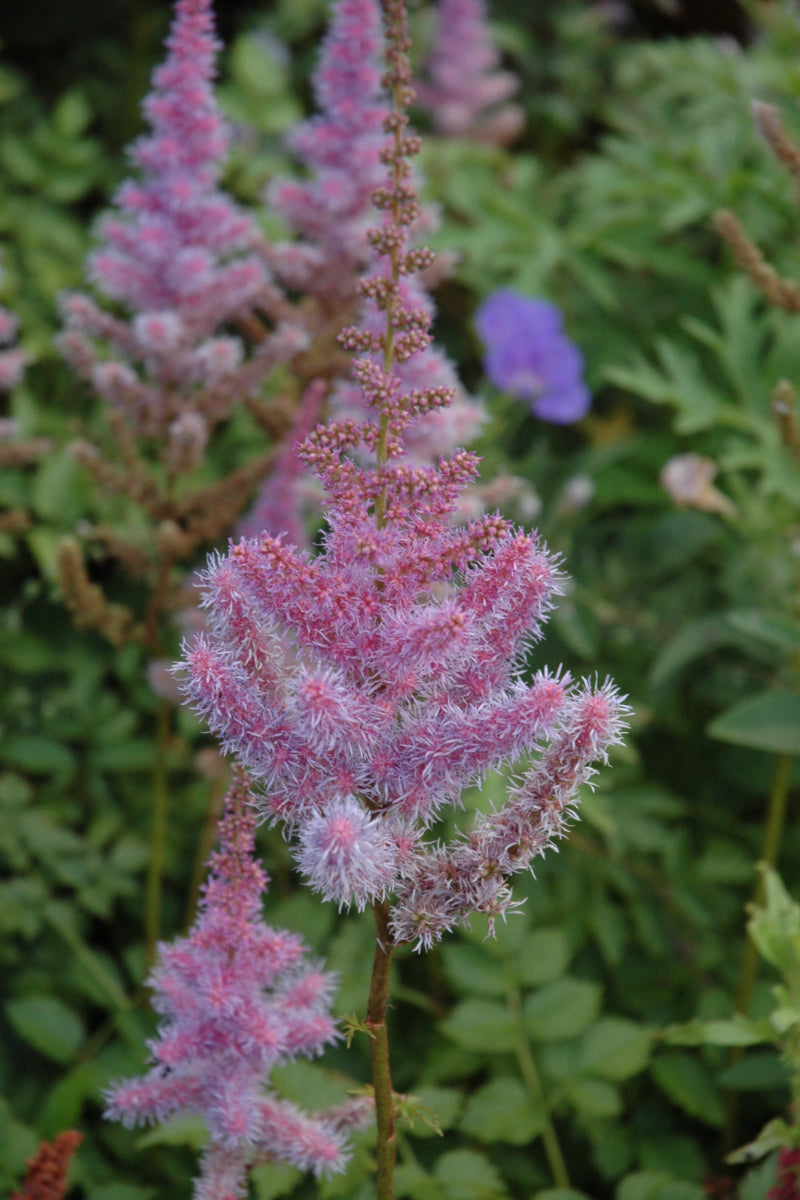 Astilbe, Purpurkerze