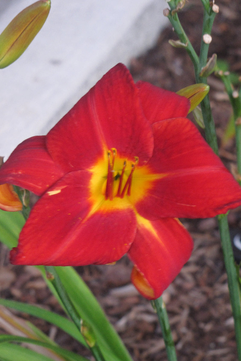 Daylily, Autumn Red