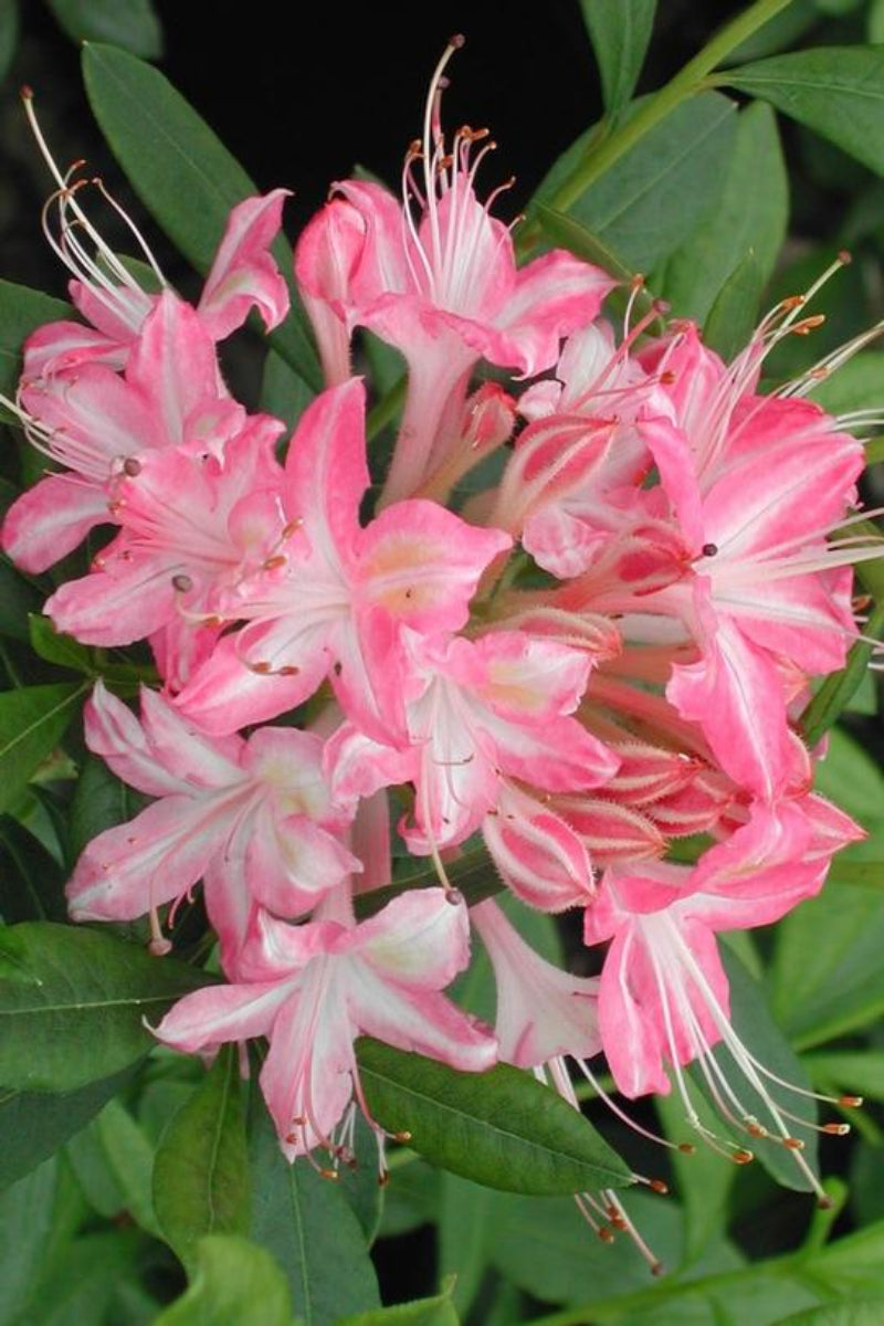 Azalea, Swamp Ribbon Candy