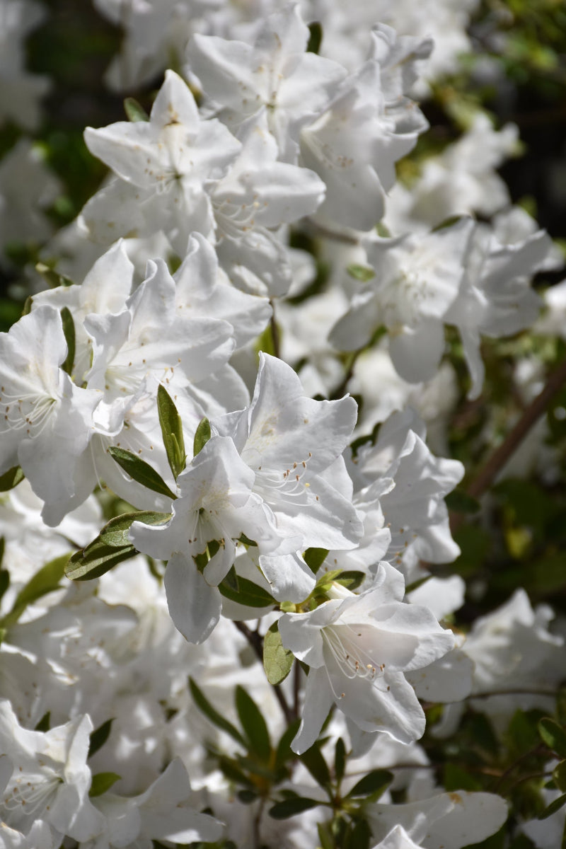 Azalea, Weston's Innocence