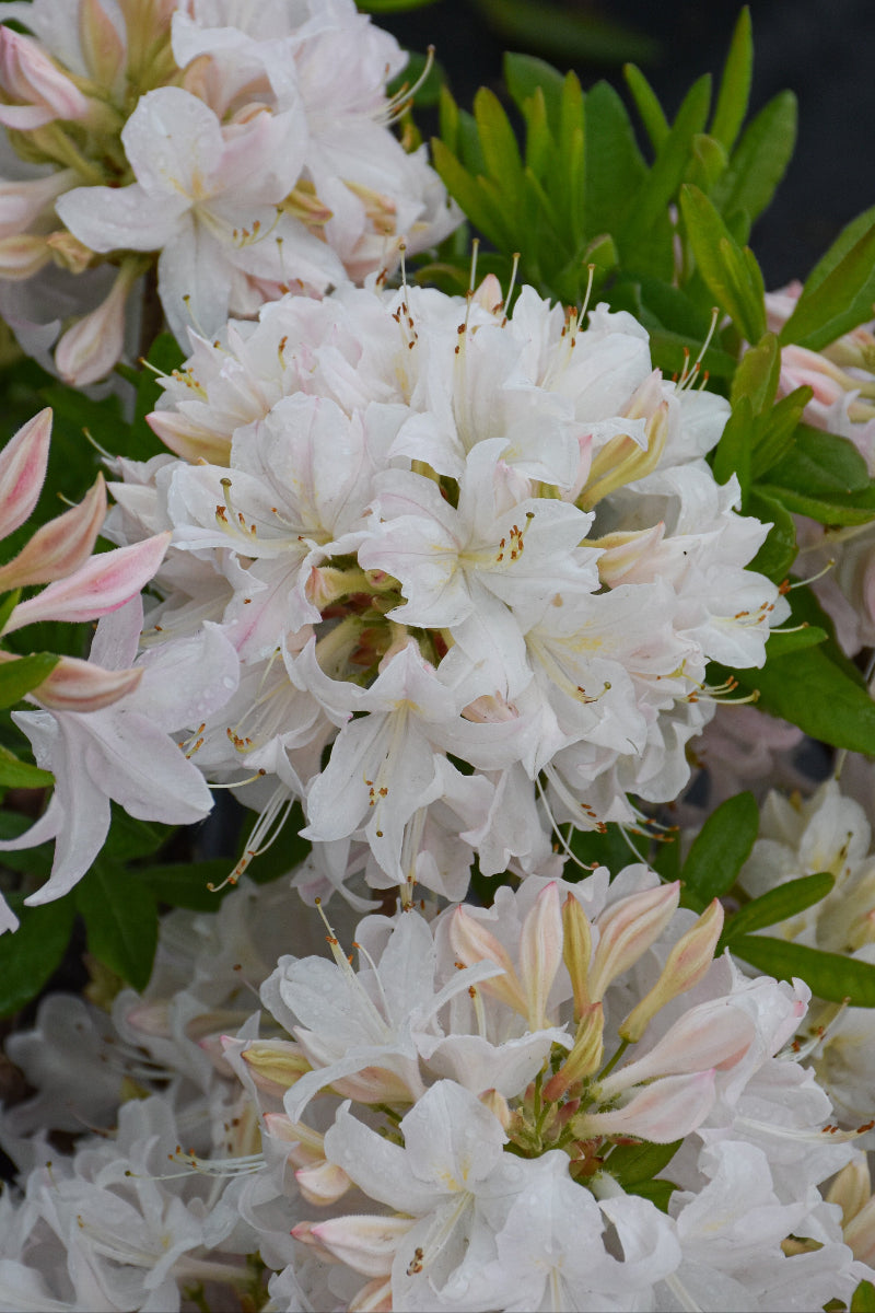 Azalea, White Lights