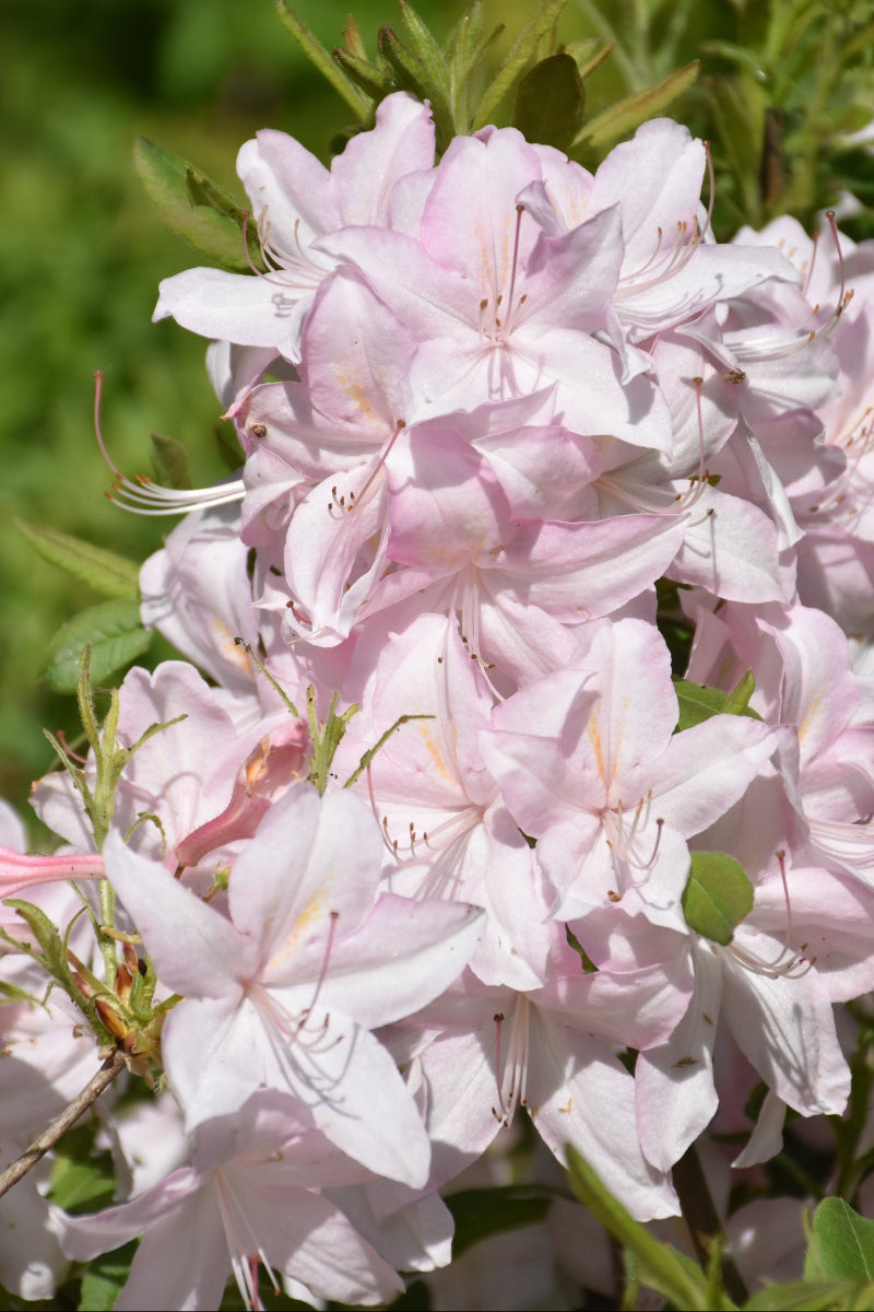 Azalea, White Lights