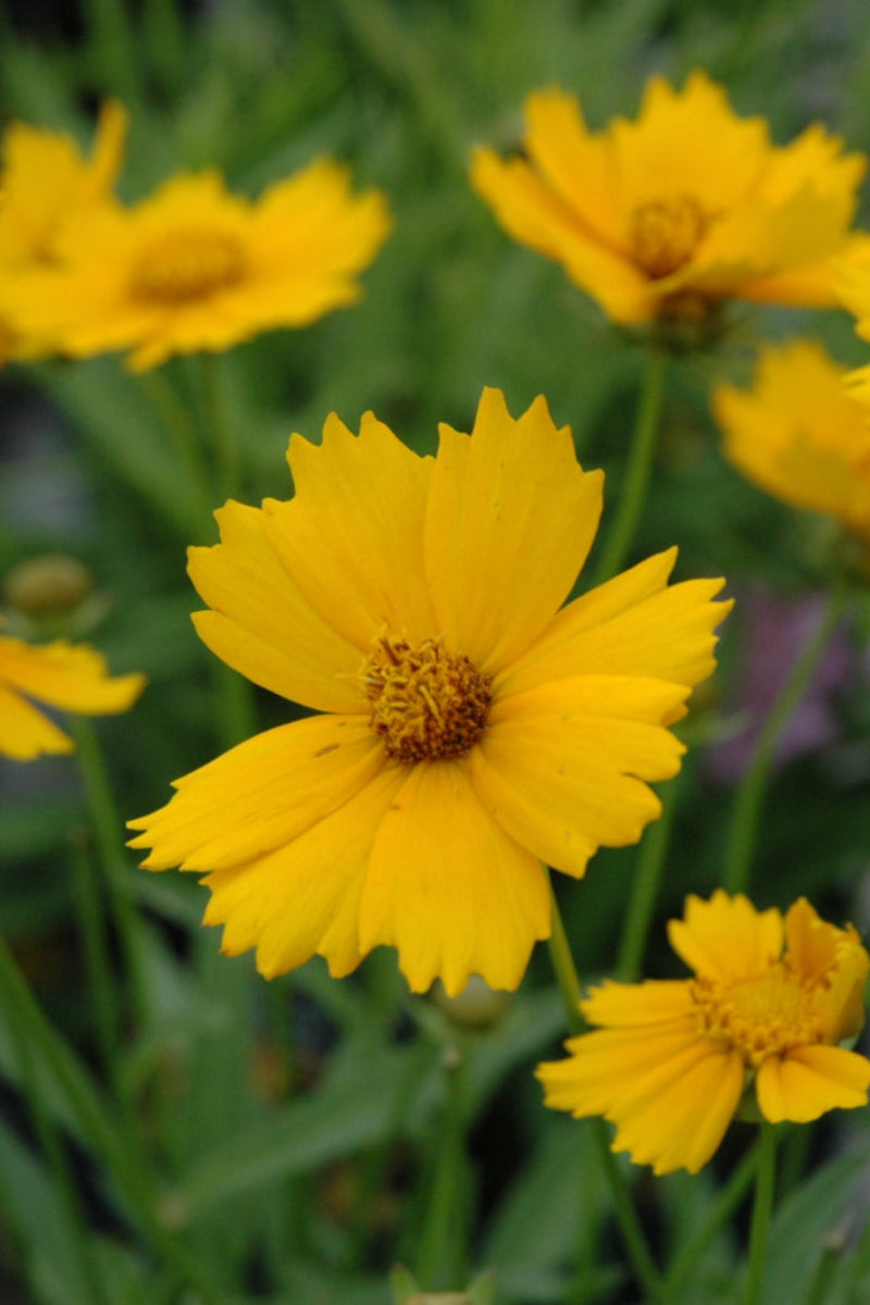 Coreopsis, Baby Sun