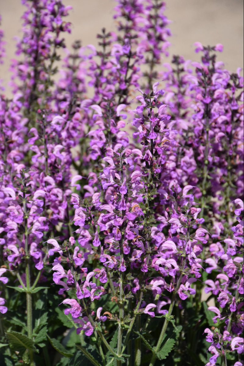Salvia, Back To The Fuchsia