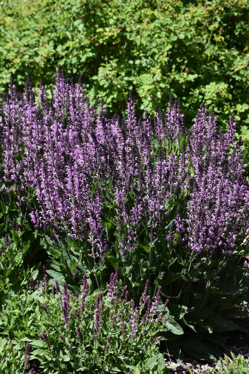 Salvia, Back To The Fuchsia