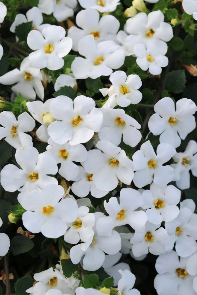 Bacopa, Big Falls White