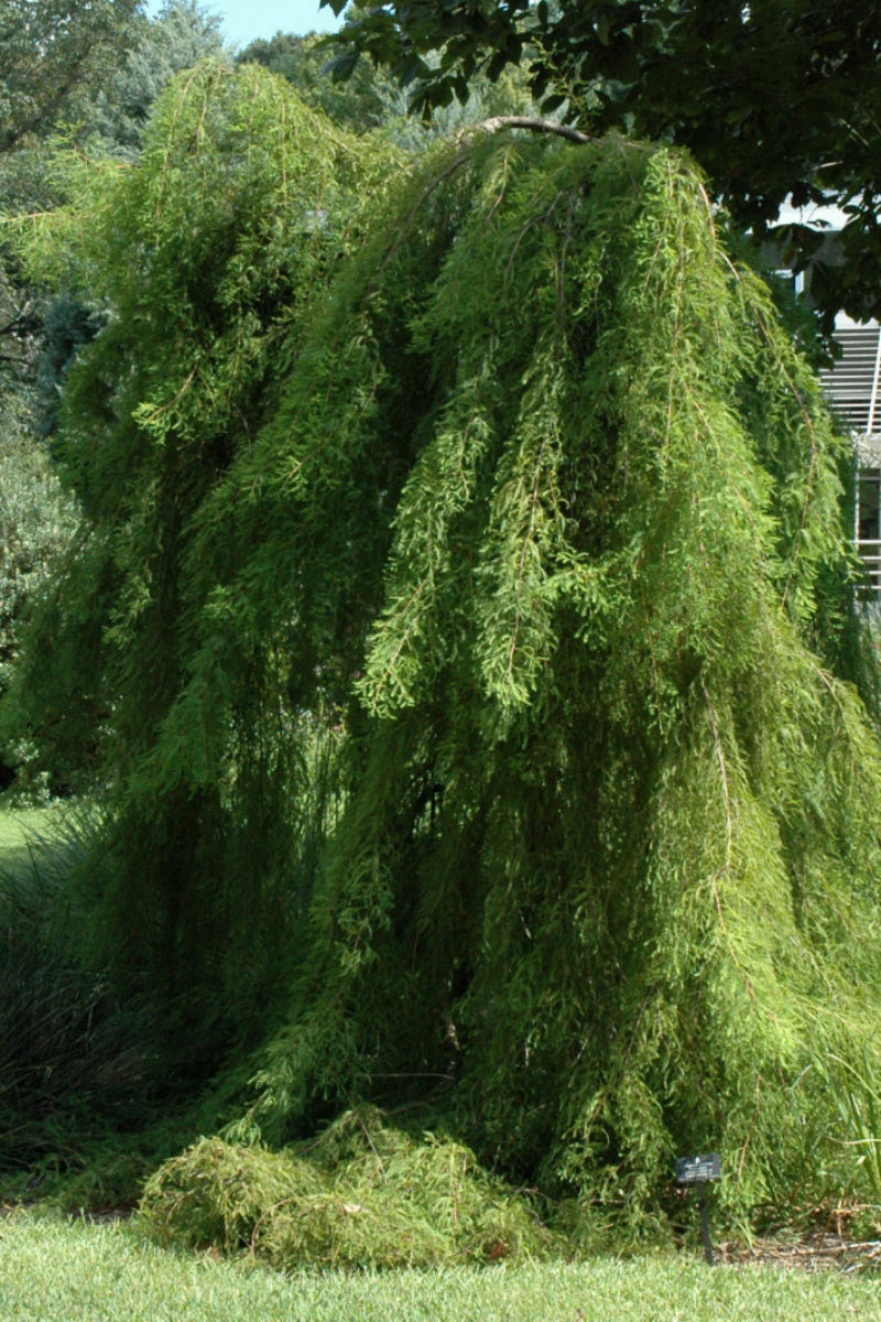 Bald Cypress, Falling Waters