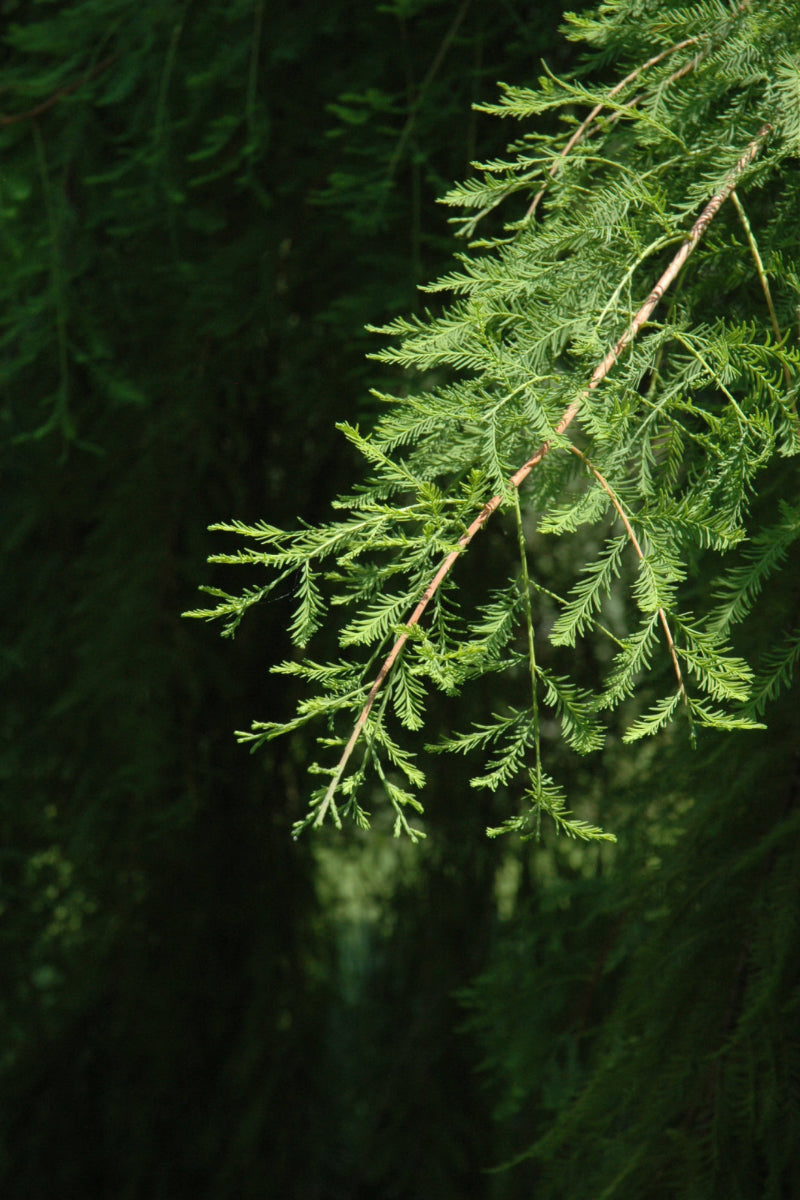 Bald Cypress, Falling Waters