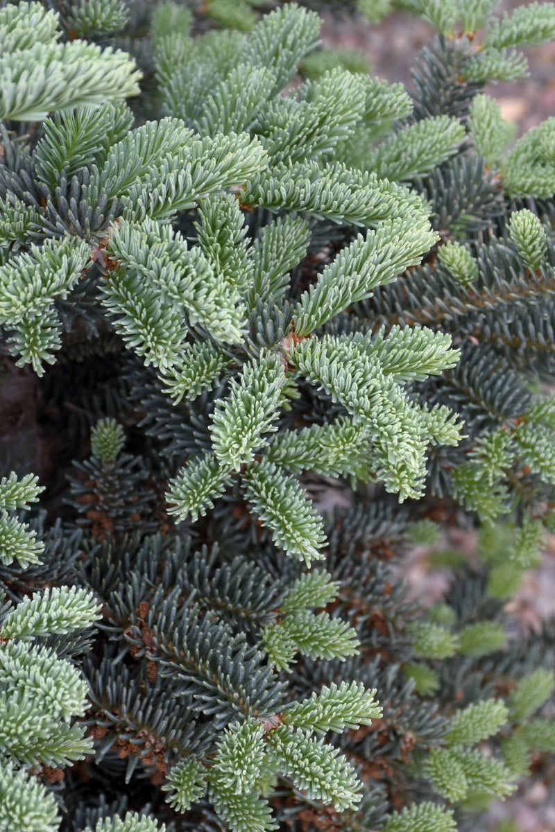 Fir, Balsam Tyler Blue