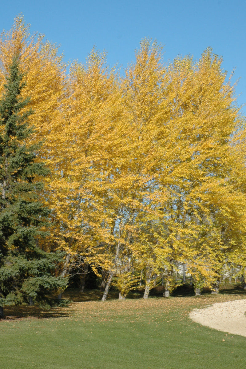 Balsam Poplar (native)