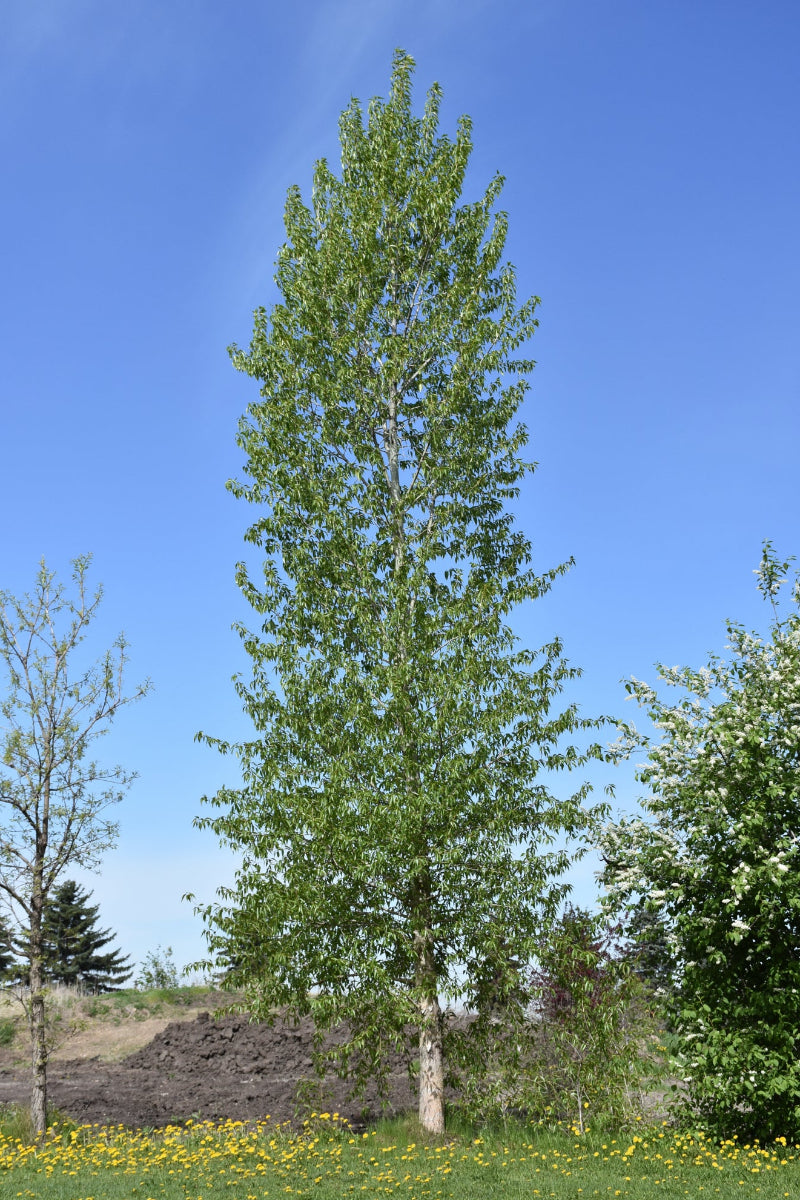 Balsam Poplar (native)