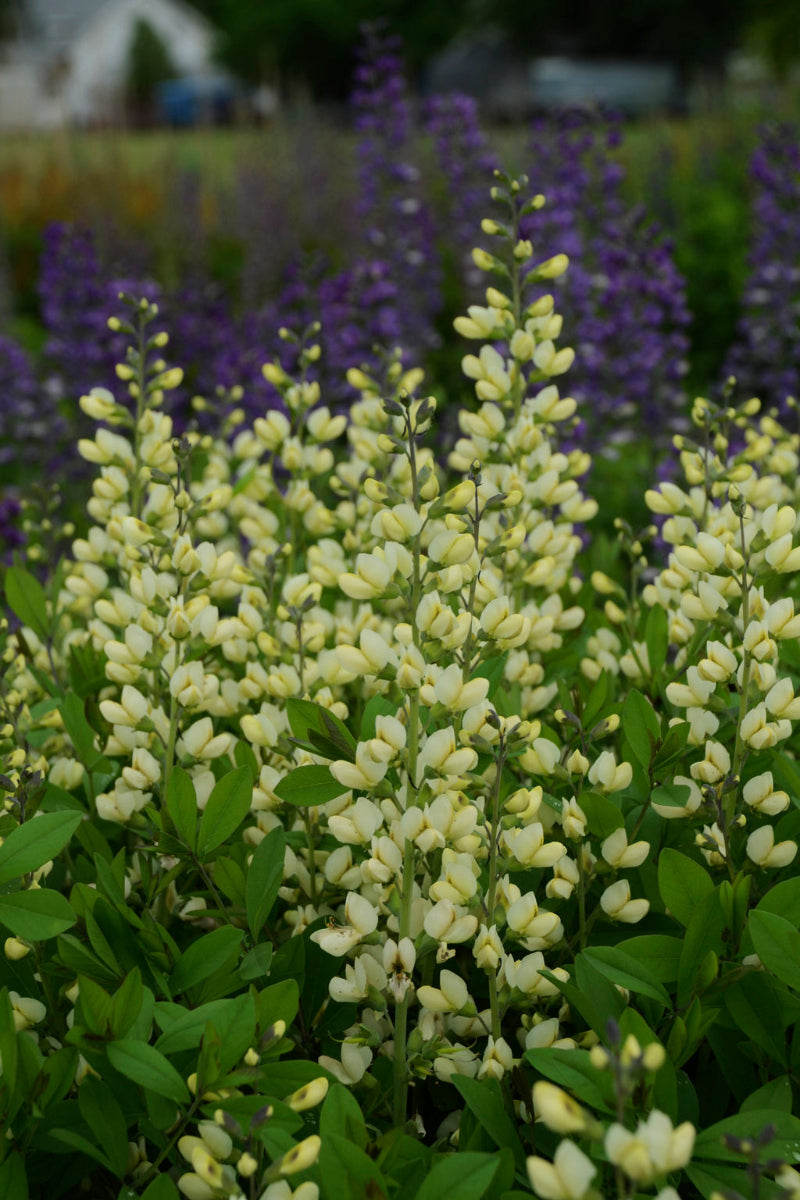Wild Indigo, Cream